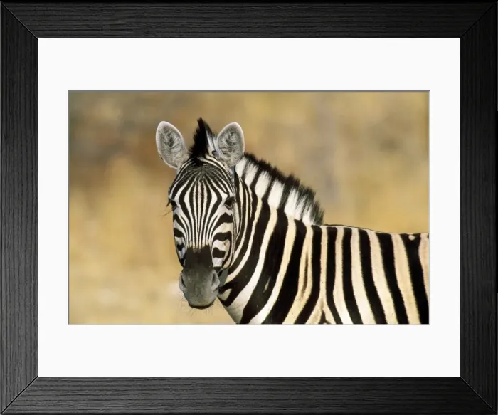 Framed Print : Picture No. 10857378