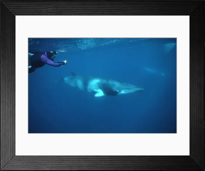 Framed Print : Picture No. 10857259 Framed Print : Picture No. 10857259
