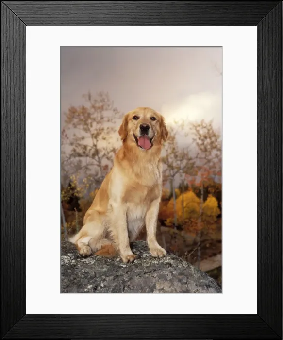 Framed Print : Picture No. 10857954 Framed Print : Picture No. 10857954