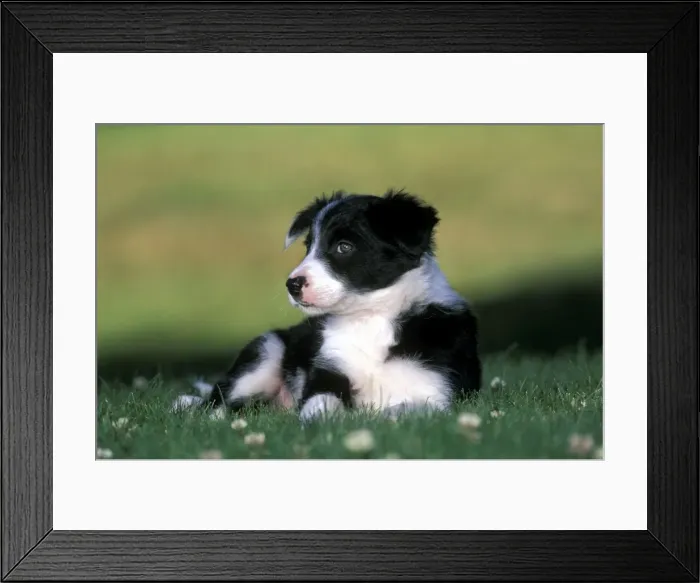 Framed Print : Picture No. 10857959 Framed Print : Picture No. 10857959