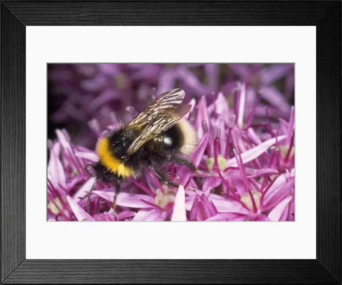 Framed Print : Picture No. 10857365 Framed Print : Picture No. 10857365