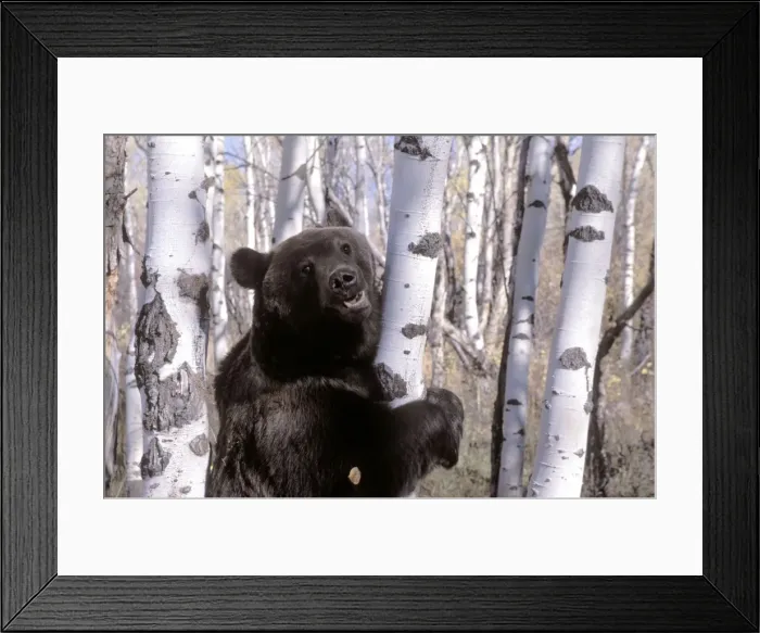 Framed Print : Picture No. 10857964 Framed Print : Picture No. 10857964