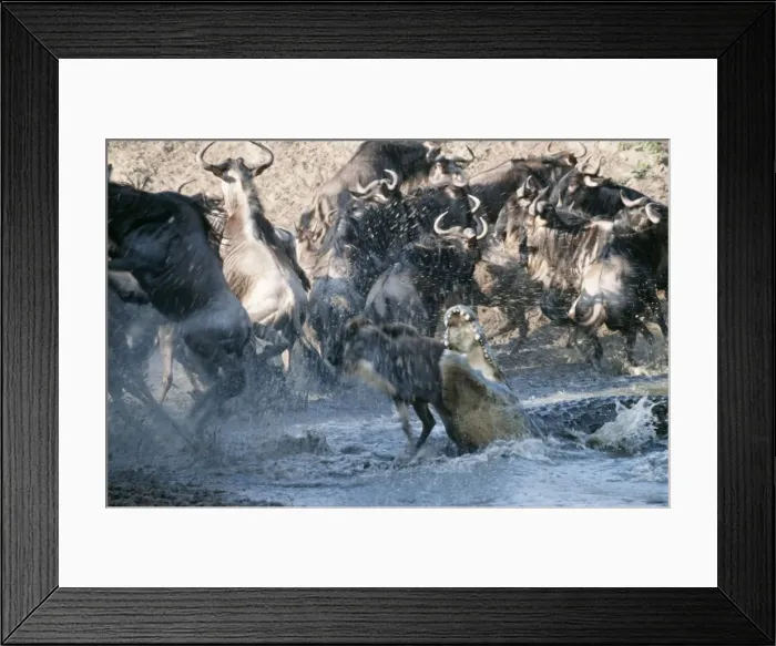 Framed Print : Picture No. 10857332 Framed Print : Picture No. 10857332