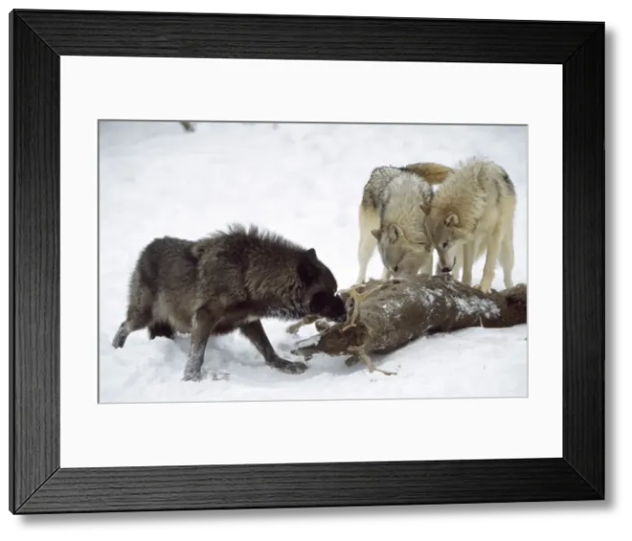 Framed Print : Picture No. 10857721 Framed Print : Picture No. 10857721