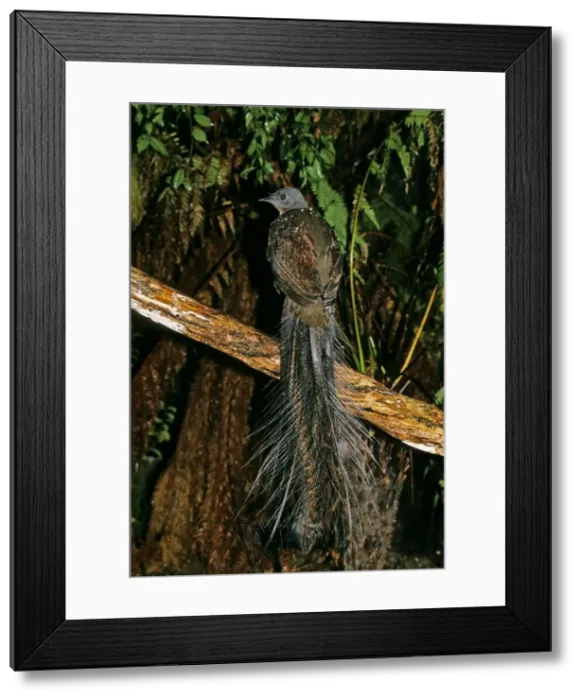 Framed Print : Picture No. 10857264 Framed Print : Picture No. 10857264