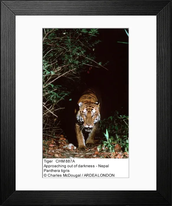 Framed Print : Picture No. 10857248 Framed Print : Picture No. 10857248