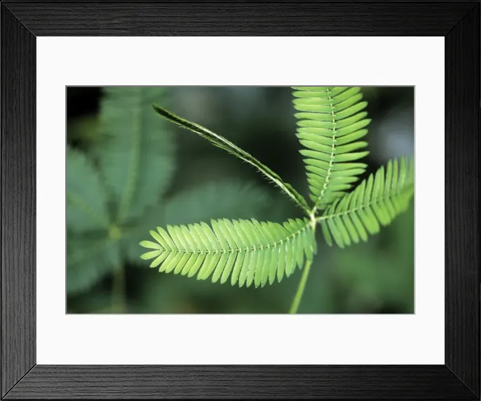 Framed Print : Picture No. 10857614 Framed Print : Picture No. 10857614