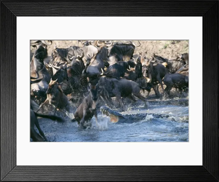 Framed Print : Picture No. 10857333