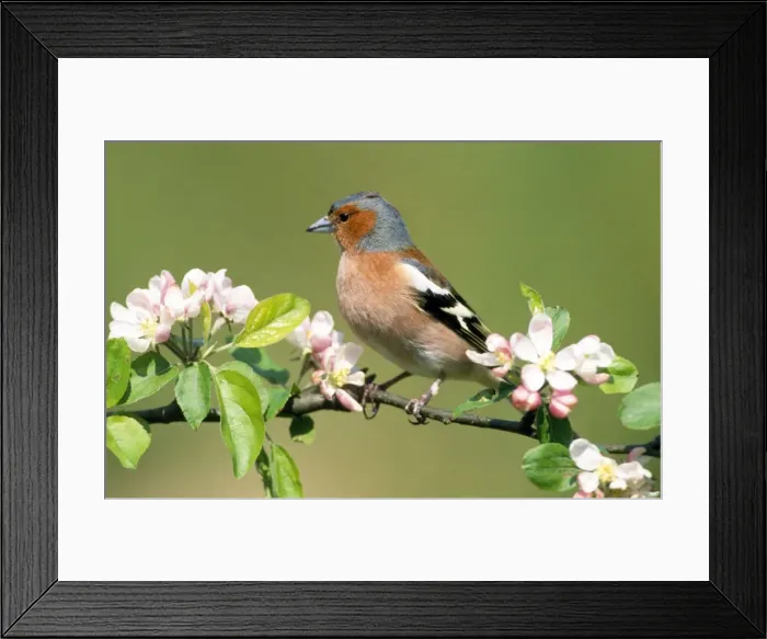 Framed Print : Picture No. 10853752 Framed Print : Picture No. 10853752