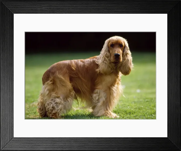 Framed Print : Picture No. 10853559 Framed Print : Picture No. 10853559