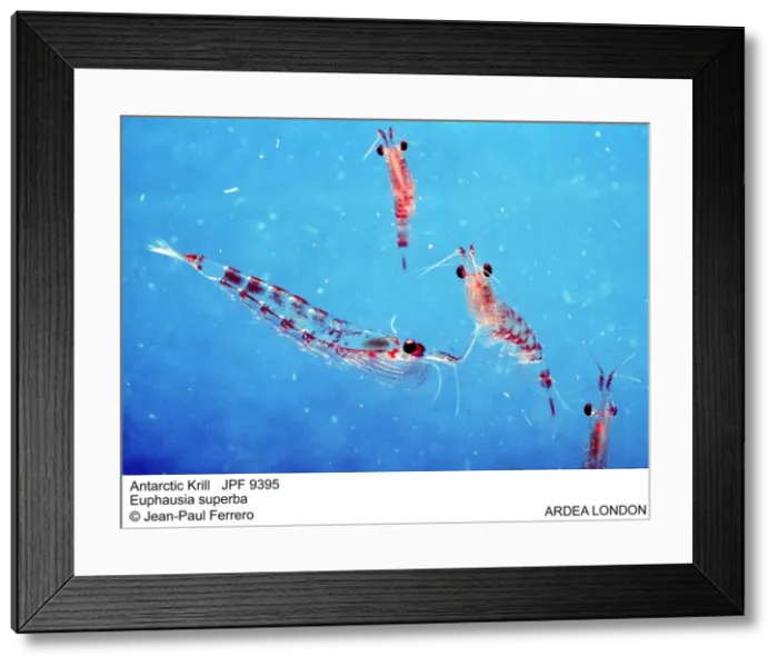 Framed Print : Picture No. 10852263