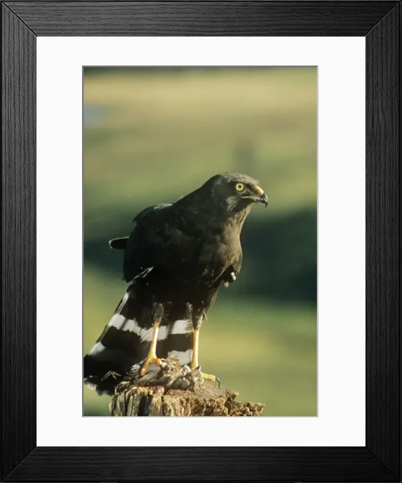 Framed Print : Picture No. 10854899 Framed Print : Picture No. 10854899