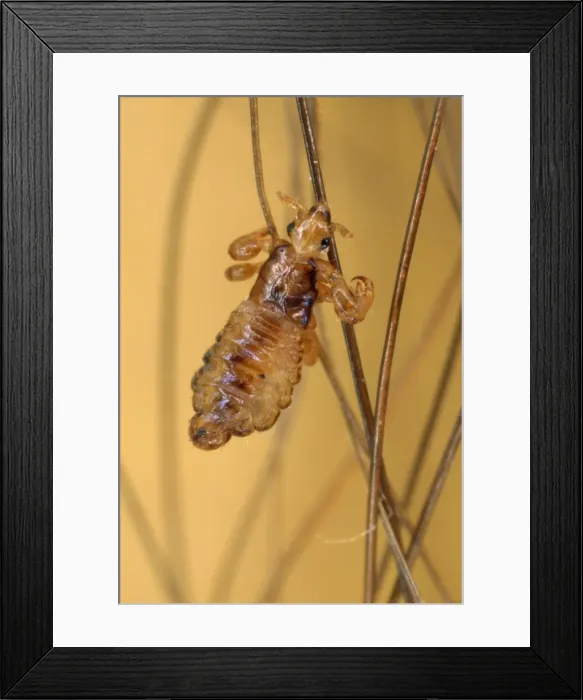 Framed Print : Picture No. 10855571 Framed Print : Picture No. 10855571