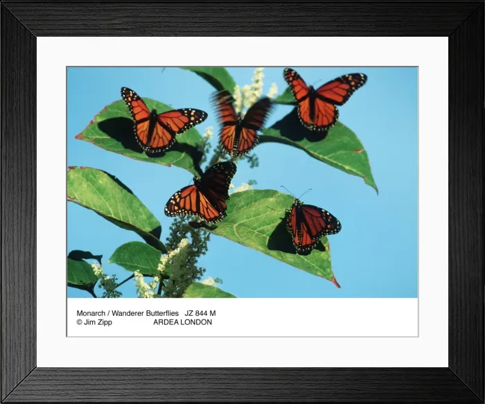 Framed Print : Picture No. 10857230 Framed Print : Picture No. 10857230