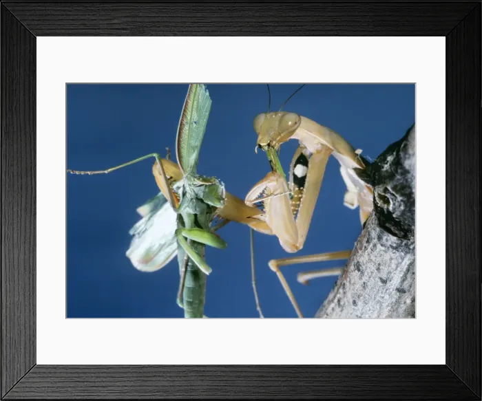 Framed Print : Picture No. 10854758