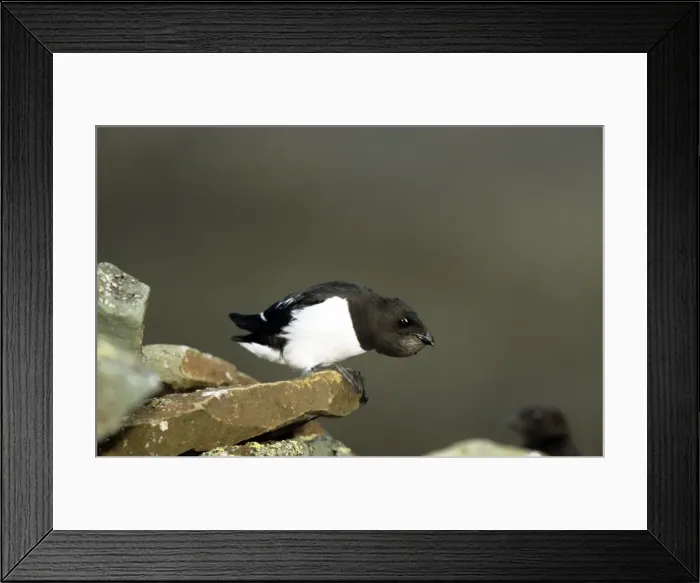 Framed Print : Picture No. 10857403 Framed Print : Picture No. 10857403
