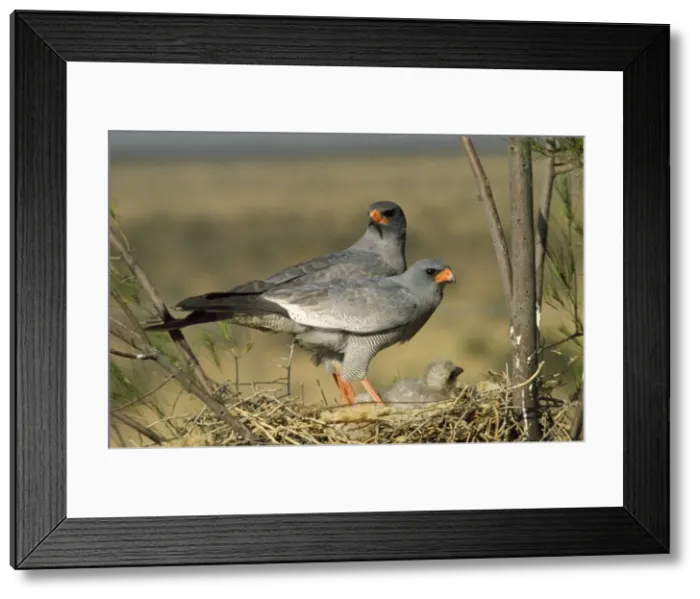 Framed Print : Picture No. 10854977 Framed Print : Picture No. 10854977