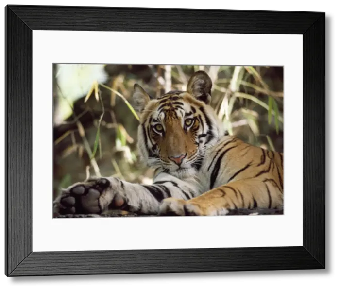 Framed Print : Picture No. 10853872 Framed Print : Picture No. 10853872