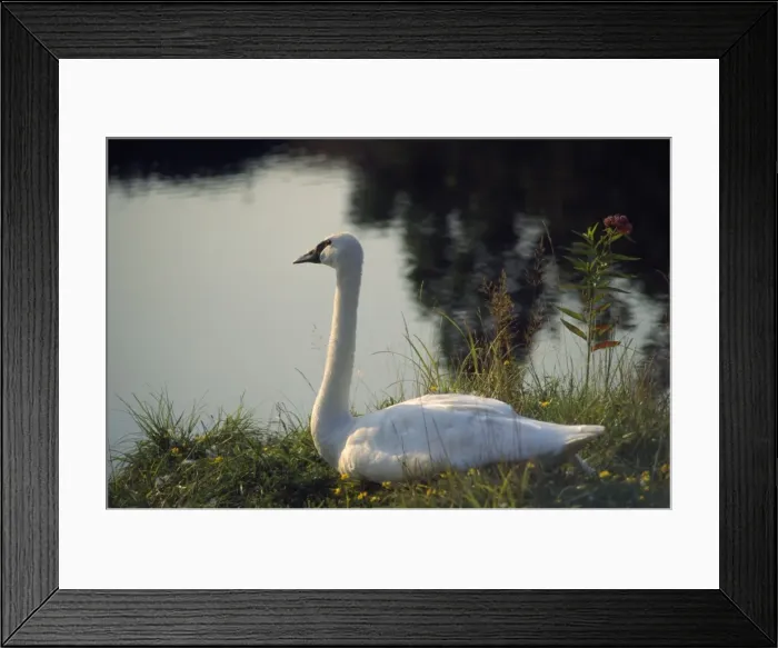 Framed Print : Picture No. 10855055 Framed Print : Picture No. 10855055