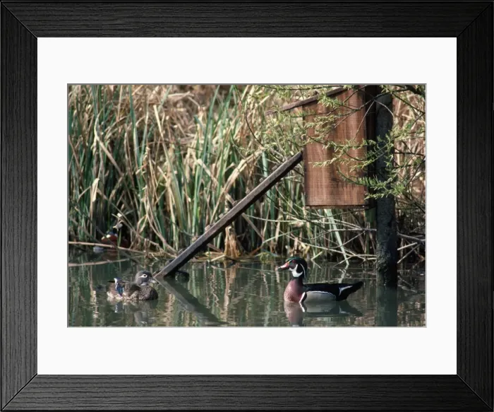 Framed Print : Picture No. 10853698 Framed Print : Picture No. 10853698