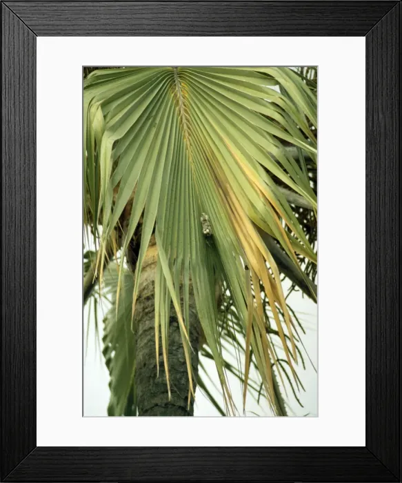 Framed Print : Picture No. 10854978