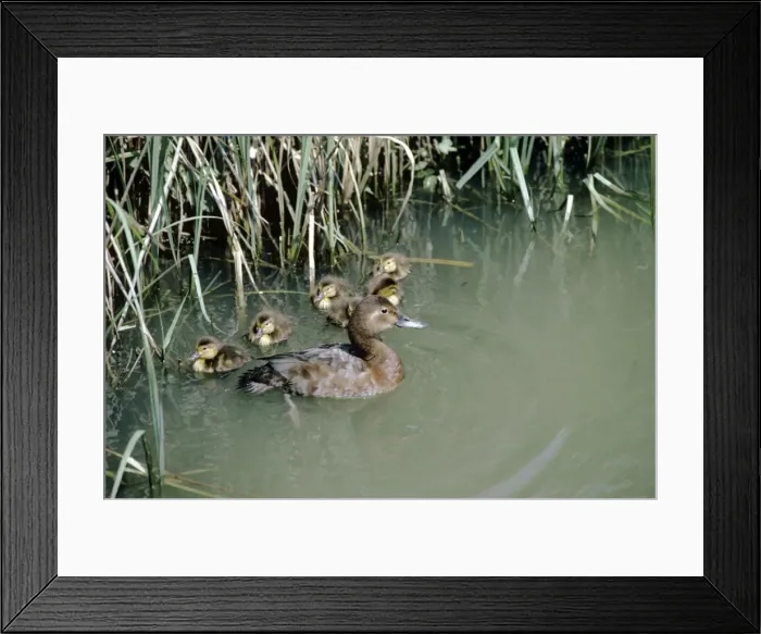 Framed Print : Picture No. 10853684 Framed Print : Picture No. 10853684