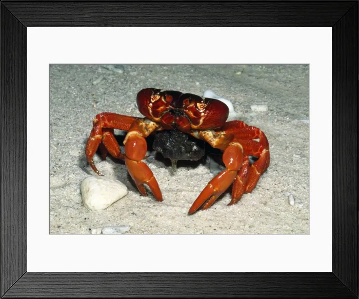 Framed Print : Picture No. 10852269 Framed Print : Picture No. 10852269