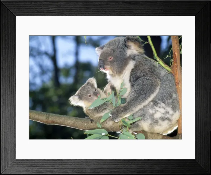 Framed Print : Picture No. 10852253