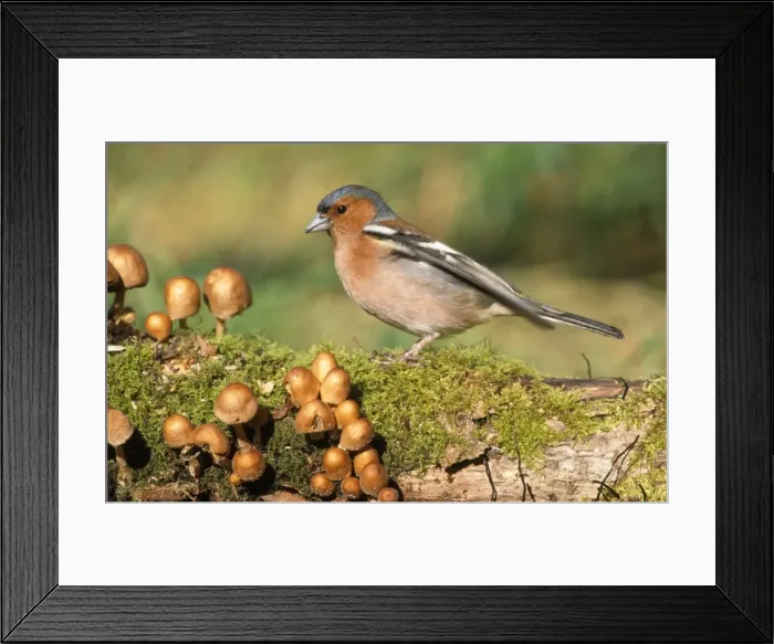 Framed Print : Picture No. 10853754 Framed Print : Picture No. 10853754