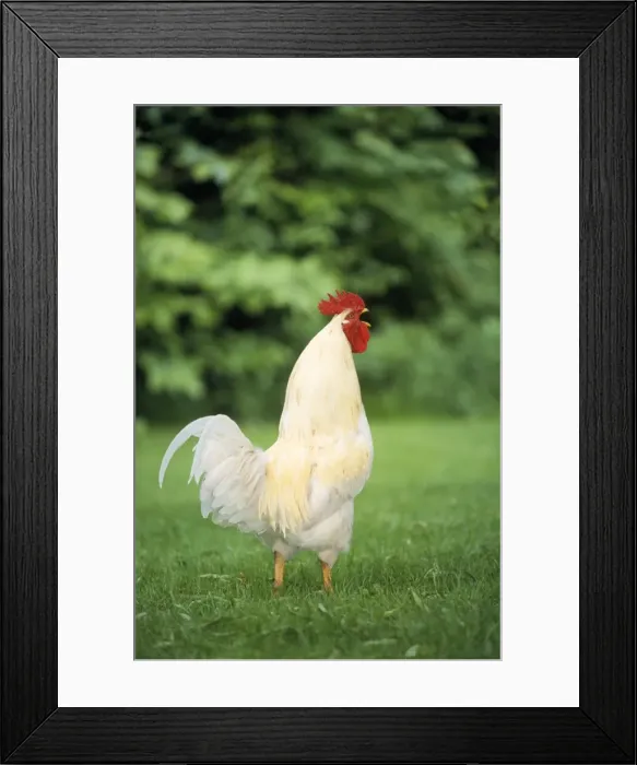 Framed Print : Picture No. 10857489