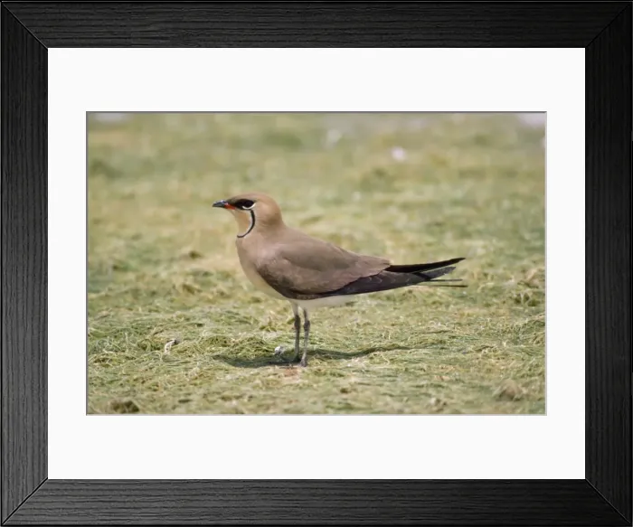 Framed Print : Picture No. 10857949 Framed Print : Picture No. 10857949