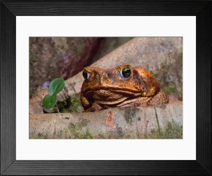 Framed Print : Picture No. 10852251 Framed Print : Picture No. 10852251