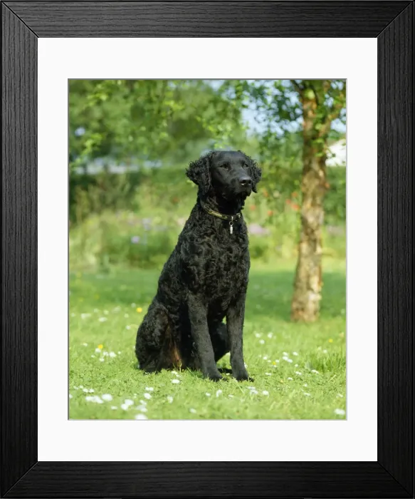 Framed Print : Picture No. 10852245 Framed Print : Picture No. 10852245