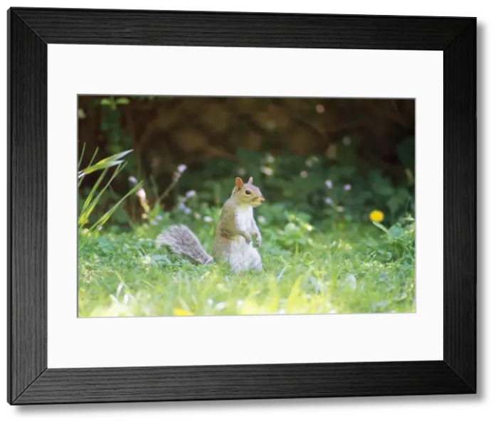 Framed Print : Picture No. 10857592 Framed Print : Picture No. 10857592