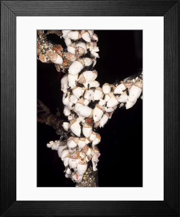 Framed Print : Picture No. 10855018 Framed Print : Picture No. 10855018