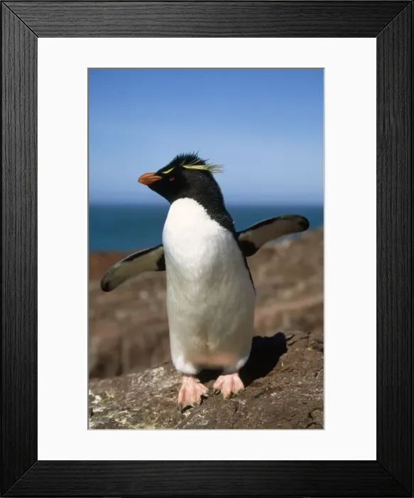 Framed Print : Picture No. 10857732 Framed Print : Picture No. 10857732