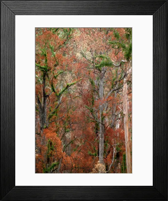 Framed Print : Picture No. 10863107 Framed Print : Picture No. 10863107
