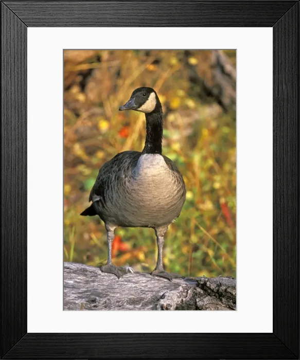 Framed Print : Picture No. 10867101 Framed Print : Picture No. 10867101