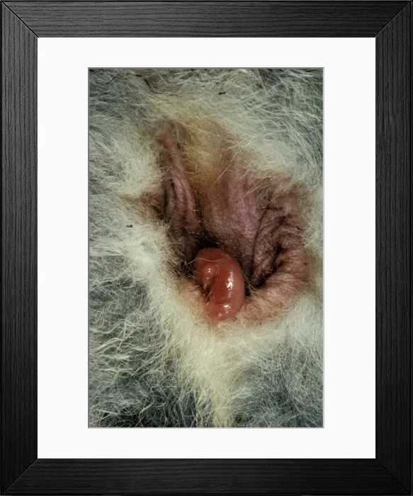 Framed Print : Picture No. 10865365