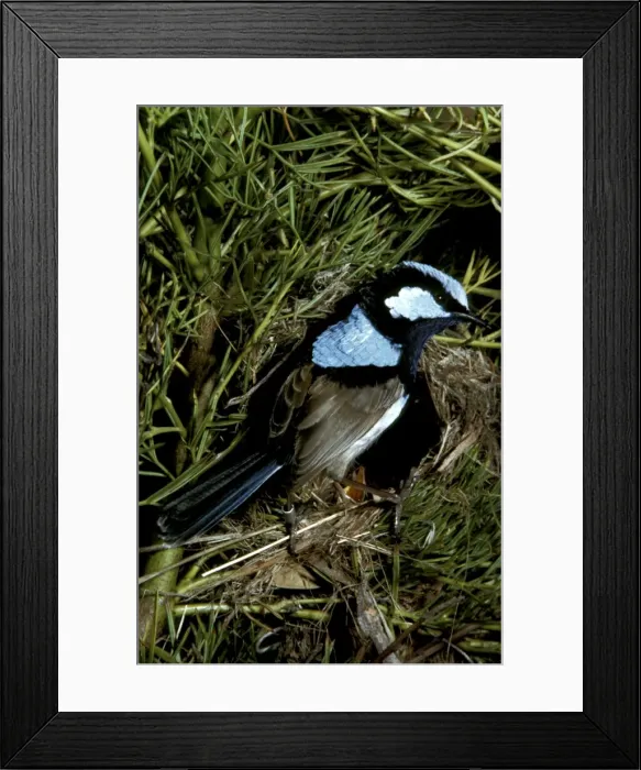 Framed Print : Picture No. 10865332 Framed Print : Picture No. 10865332