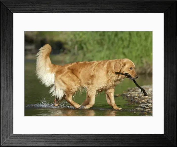 Framed Print : Picture No. 10867124 Framed Print : Picture No. 10867124
