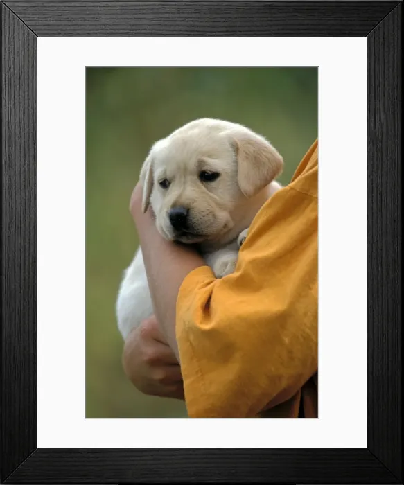Framed Print : Picture No. 10867109 Framed Print : Picture No. 10867109