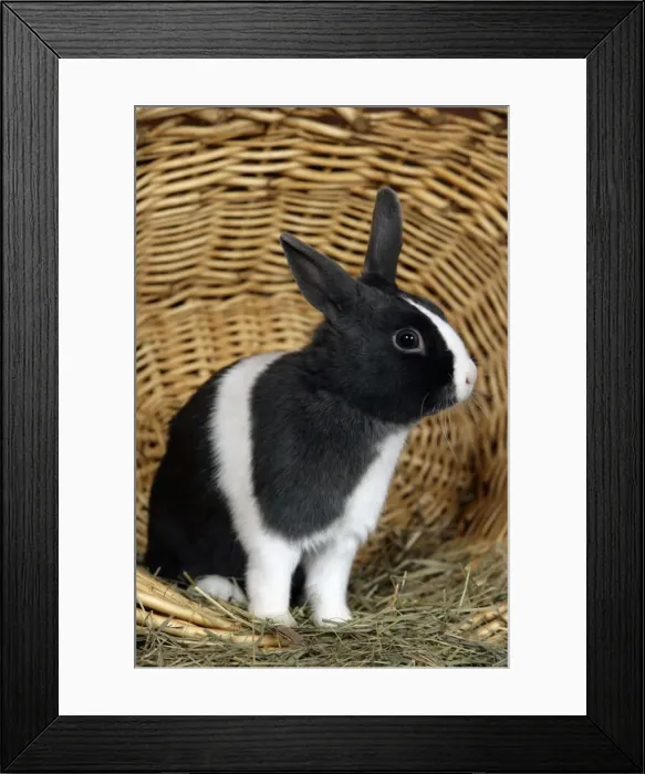 Framed Print : Picture No. 10867153 Framed Print : Picture No. 10867153