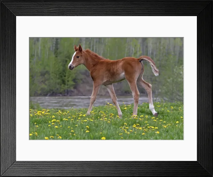 Framed Print : Picture No. 10867154 Framed Print : Picture No. 10867154