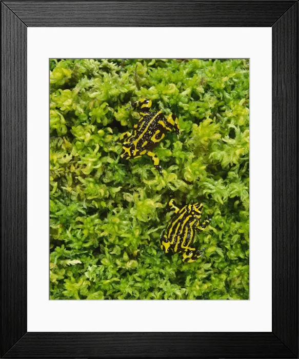 Framed Print : Picture No. 10865335 Framed Print : Picture No. 10865335