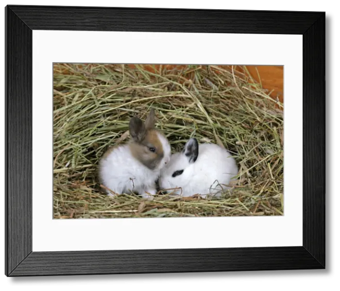Framed Print : Picture No. 10867166 Framed Print : Picture No. 10867166