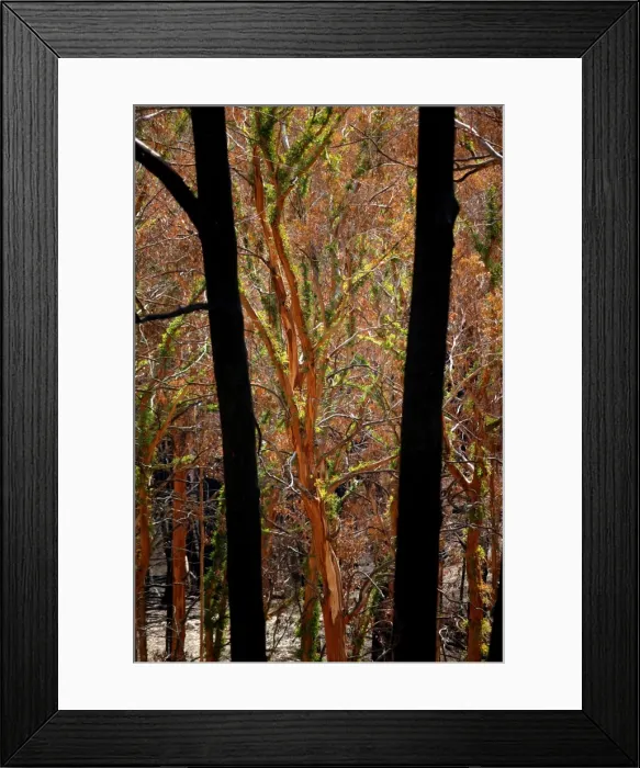Framed Print : Picture No. 10863110 Framed Print : Picture No. 10863110