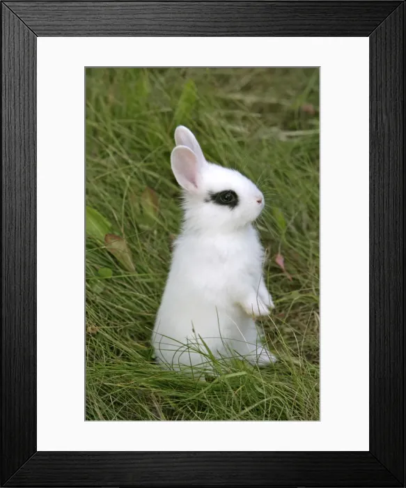 Framed Print : Picture No. 10867162 Framed Print : Picture No. 10867162
