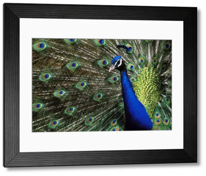 Framed Print : Picture No. 10867092