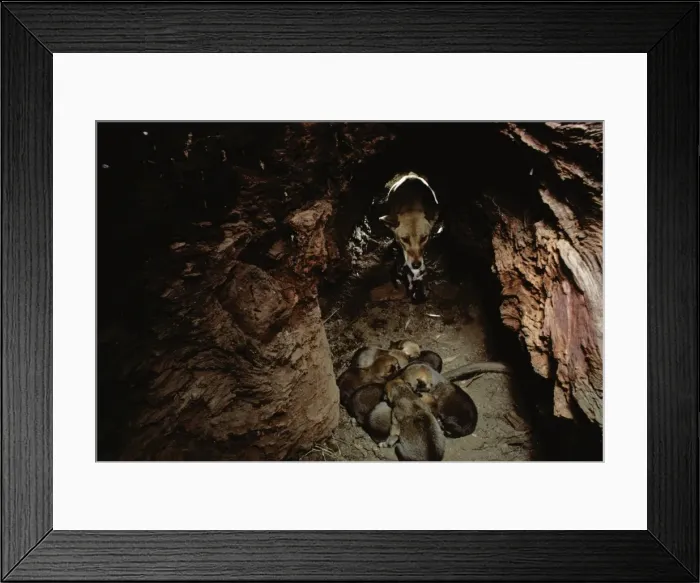 Framed Print : Picture No. 10865359 Framed Print : Picture No. 10865359